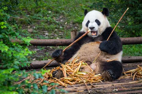 are there alot of pandas in china